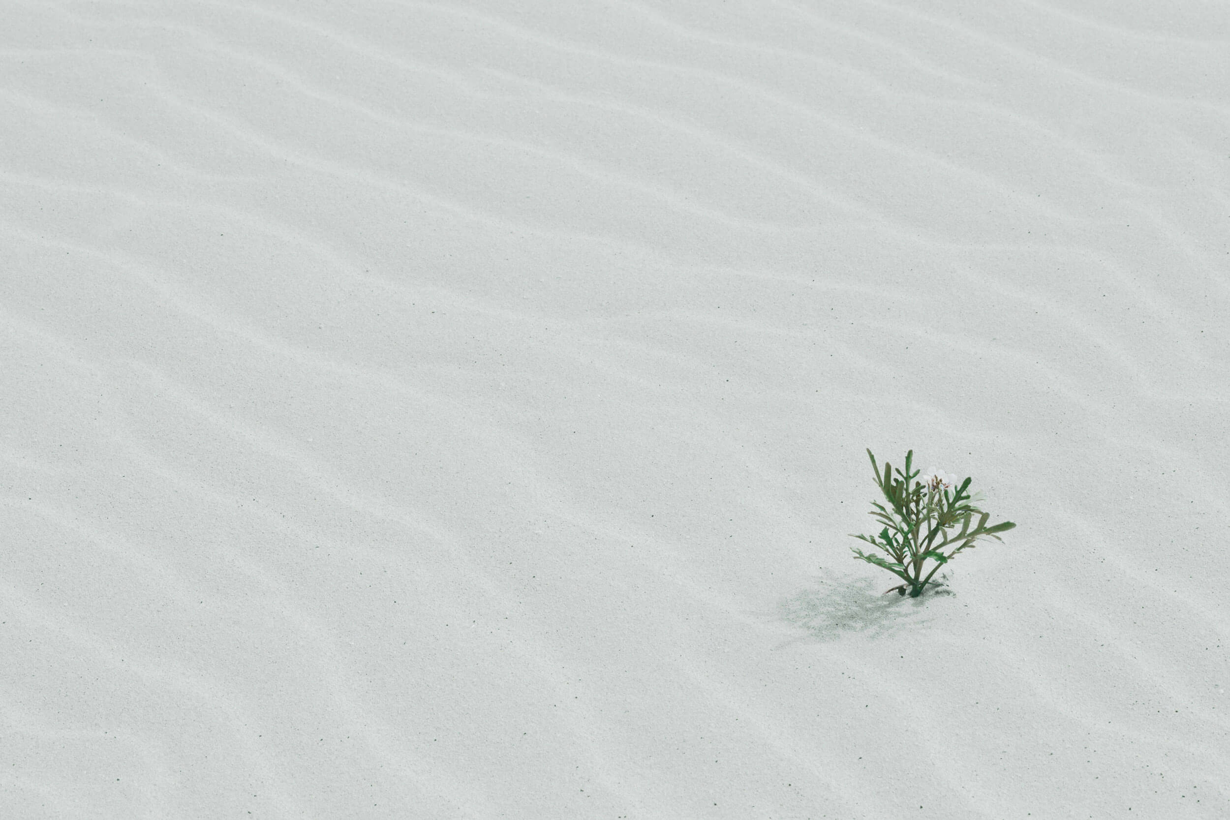 desert-plant-2500x1667-tinified